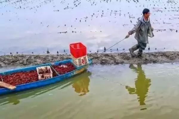 图片[4]-龙虾养殖基地分布介绍(湖南、重庆等地有龙虾养殖基地)？-会东网