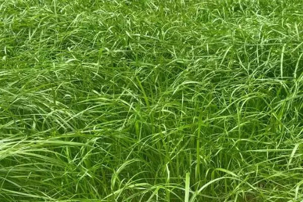 图片[2]-黑麦草的特点相关情况介绍(黑麦草的特点，生长快而且耐牧)？-会东网