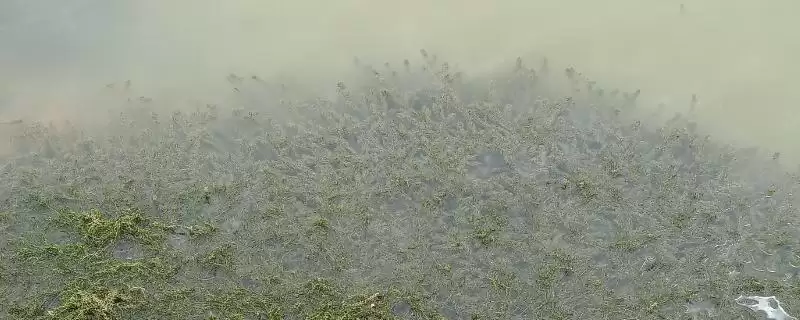 水产养殖常用水草介绍(水产养殖常用水草有伊乐藻等)？-会东网