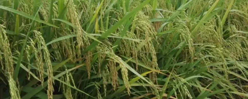 嘉优9370水稻种全生育期150.4天详情(嘉优9370水稻种150.4天生育期详情)？-会东网