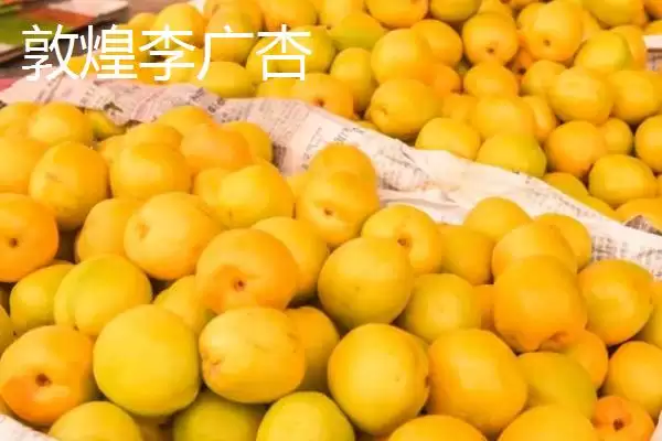 图片[9]-甘肃省天水市的特产水果种类(甘肃省天水市有哪些特产水果，包括秦安蜜桃、秦安苹果、麦积核桃等种类)？-会东网