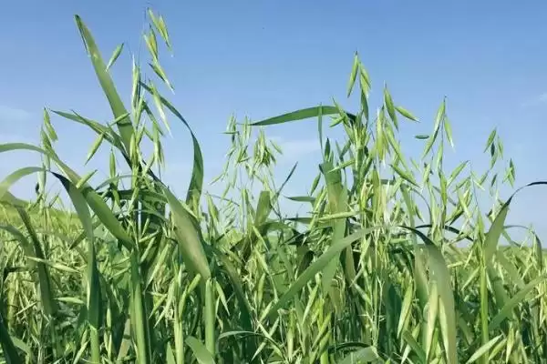 图片[2]-燕麦提高种子发芽率方法及种植区域(燕麦如何提高发芽率及种植区域)？-会东网