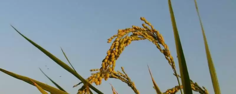 宸两优菲占水稻种子该品种株适中(宸两优菲占水稻种子株适中有何优势)？-会东网