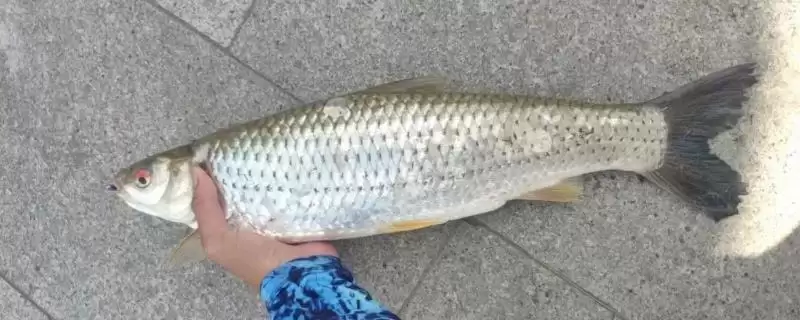 麦鲮鱼和红眼鱼区别介绍(麦鲮鱼圆鳞、吻钝、嘴阔与红眼鱼区别)?-会东网
