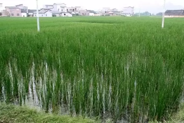 图片[2]-荸荠种植时间为何以3-4月份为宜(荸荠种植时间为何选3-4月)？-会东网