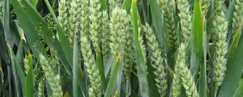 皖科06290小麦品种特性介绍(皖科06290小麦品种特性待补充)?-会东网