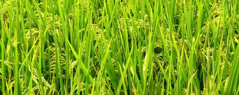 东壮086水稻种子4月10~15日播种(东壮086水稻种子4月10-15日播种有何依据)?-会东网