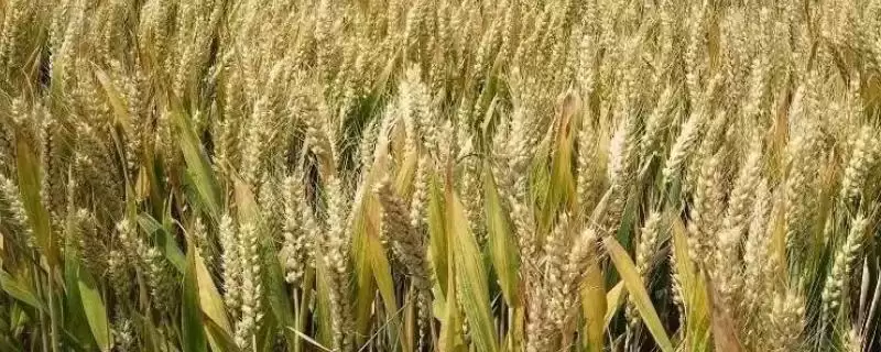 长麦8号小麦品种特性与生育期时长(长麦8号小麦品种特性及生育期)?-会东网