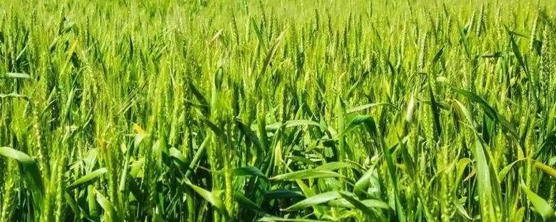 石农086小麦种子抗病特性(石农086高抗条锈病)？-会东网