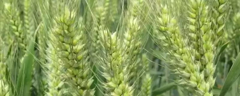 圣麦108小麦品种播期介绍(圣麦108适宜播期10月上中旬)?-会东网