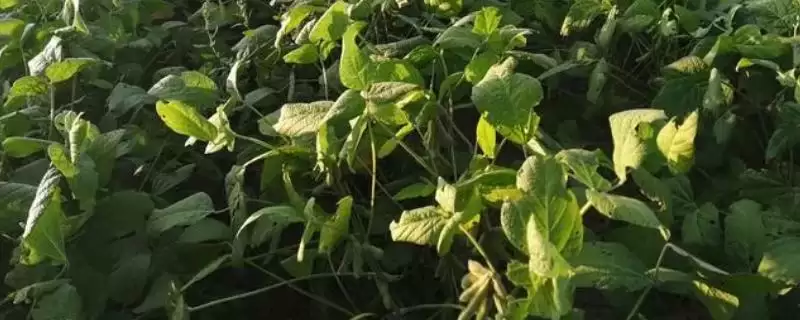 大豆基肥使用方法及厩肥土杂肥用量(怎么对大豆使用基肥及肥料用量)?-会东网
