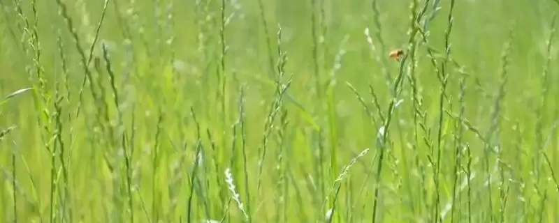黑麦草的种植技术相关要点(黑麦草的种植技术，一般在春季或秋季进行)？-会东网