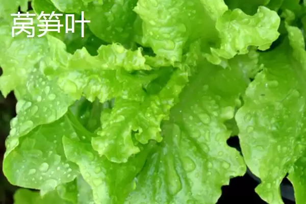 图片[3]-油麦菜和莴笋叶区别及外观差异分析(油麦菜和莴笋叶有啥区别及外观差异)？-会东网