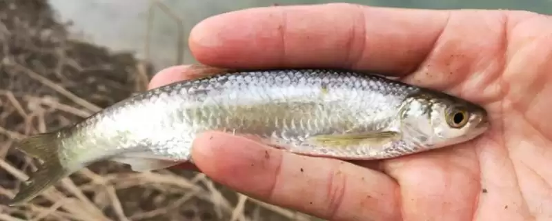 钓白条鱼的技巧相关要点(钓白条鱼的技巧,主流钓法是钓浮)?-会东网