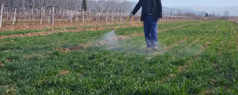 低温麦田除草施药方法(低温麦田要合理利用高温时段除草施药)？-会东网
