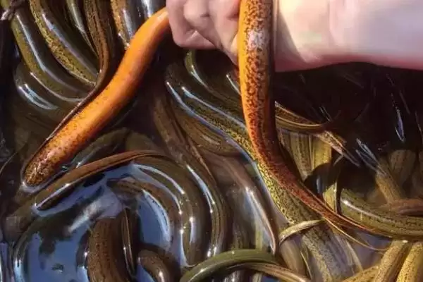 图片[4]-黄鳝笼以活鱼虾蚯蚓等为诱饵的要点(黄鳝笼以活鱼虾蚯蚓等为诱饵要点)？-会东网