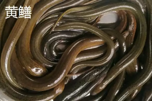 图片[2]-黄鳝和泥鳅科属形态不同的区别(黄鳝和泥鳅科属形态不同的区别)？-会东网