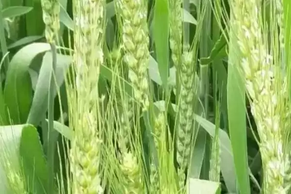 图片[3]-漯优7号小麦种子播期介绍(漯优7号最佳播期为10月15日左右)？-会东网
