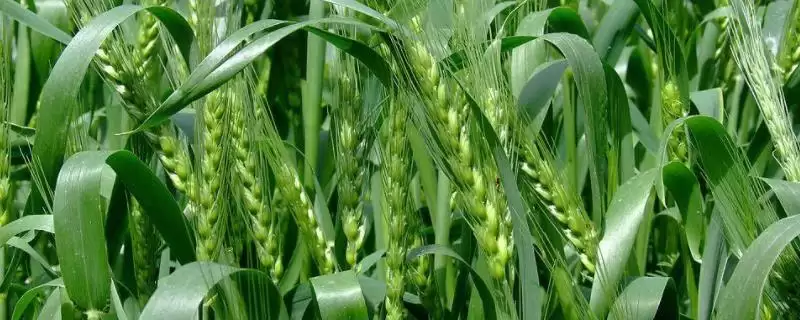 天益科麦8号小麦品种基本苗情况(天益科麦8号每亩适宜基本苗14万-22万)？-会东网
