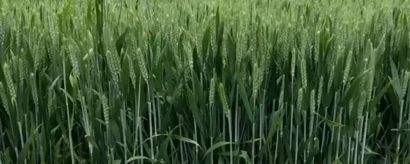 洛麦40小麦品种播期介绍(洛麦40适宜播种期10月上中旬)?-会东网
