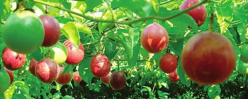 百香果种植管理萌芽前剪除枯病枝要点(百香果种植管理萌芽前剪枝要点)?-会东网