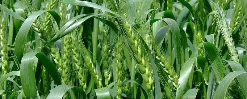 扬麦25小麦品种简介与全生育期时长(扬麦25小麦品种简介及全生育期)?-会东网