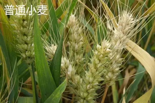 图片[11]-普通小麦比重介绍(一级小麦容重在790g／L以上)？-会东网