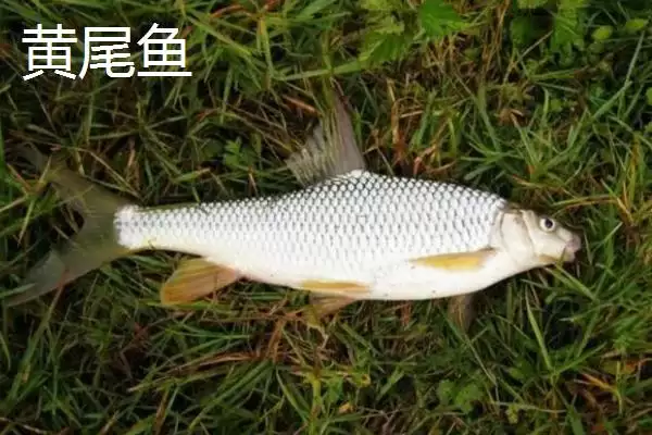 图片[4]-长相近似白条鱼的鱼类介绍(翘嘴、马口鱼等鱼长相近似白条鱼)？-会东网