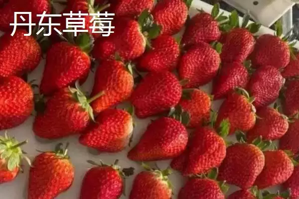 图片[9]-辽宁省丹东市的特色水果相关情况(辽宁省丹东市的特色水果，夏家村草莓达到无公害绿色食品标准)？-会东网