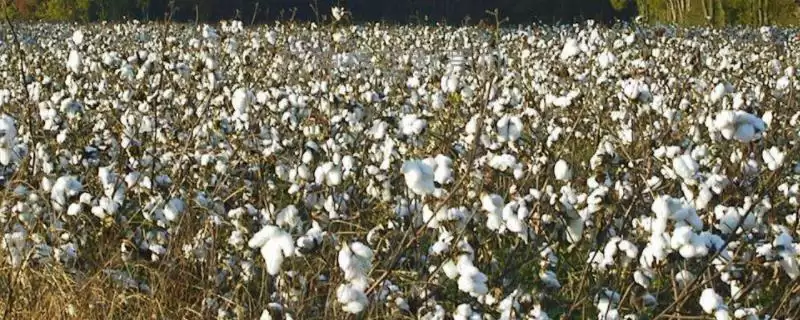科欣2号棉花种子特征特性、生育期(科欣2号棉花种子特征特性,生育期129天)?-会东网