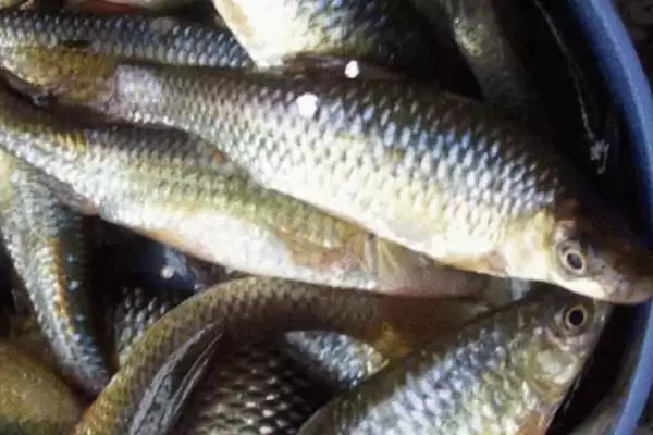 图片[2]-食用麦穗鱼内脏处理要点(食用麦穗鱼除鱼鳃外内脏都需清理干净)？-会东网