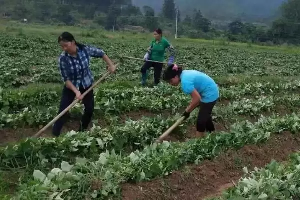 图片[3]-甘薯上钾肥技术相关要点(甘薯上钾肥技术，移栽前和封垄前均可施钾肥)？-会东网