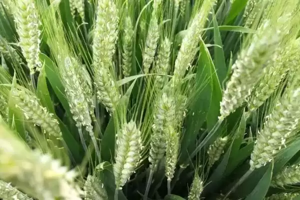 图片[3]-陕禾1028小麦品种播期介绍(陕禾1028适宜播期10月上中旬)？-会东网