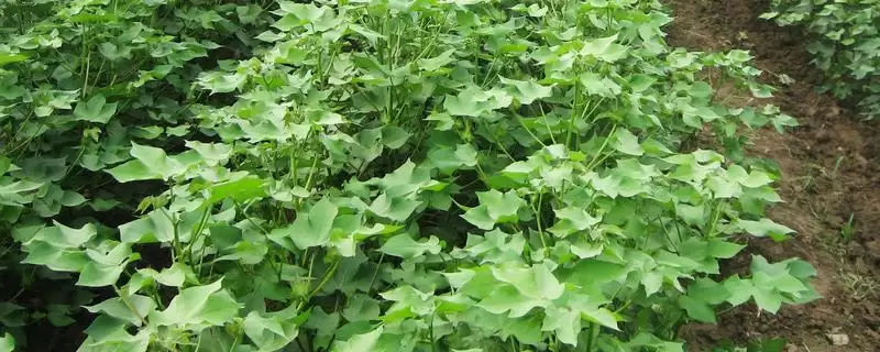 棉花苗期病害防治方法及包衣要点(怎么防治棉花苗期病害及包衣要点)？-会东网