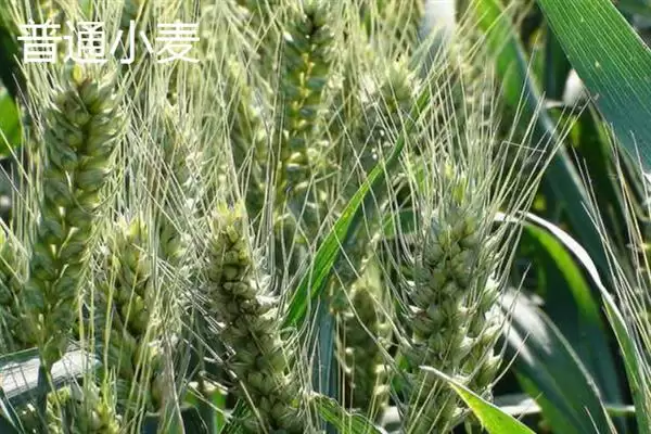 图片[9]-普通小麦比重介绍(一级小麦容重在790g／L以上)？-会东网