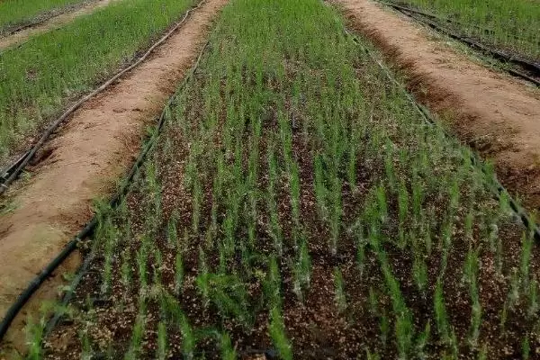 图片[5]-芦笋苗期管理要点(芦笋苗期定植后补苗、中耕除草等)？-会东网