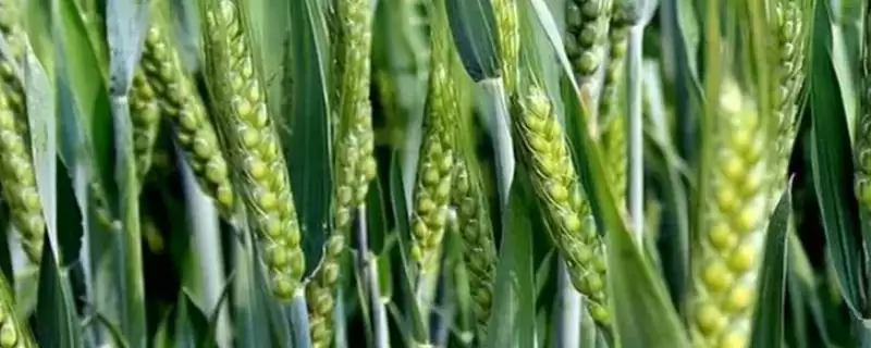 菏麦127小麦品种情况、适宜播期(菏麦127小麦品种简介，适宜播期10月10-20日)？-会东网