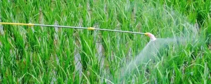 吡唑醚菌酯可防水稻哪些病害对纹枯病防效如何(吡唑醚菌酯防治水稻病害及纹枯病防效)？-会东网