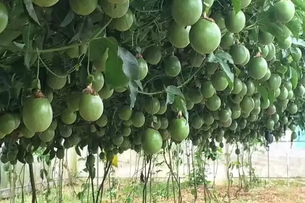图片[3]-百香果种植管理萌芽前剪除枯病枝要点(百香果种植管理萌芽前剪枝要点)？-会东网