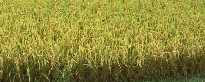 沉香优雅丝香水稻品种每亩大田用种量2.5-5千克(沉香优雅丝香水稻品种大田用种量有何依据)?-会东网