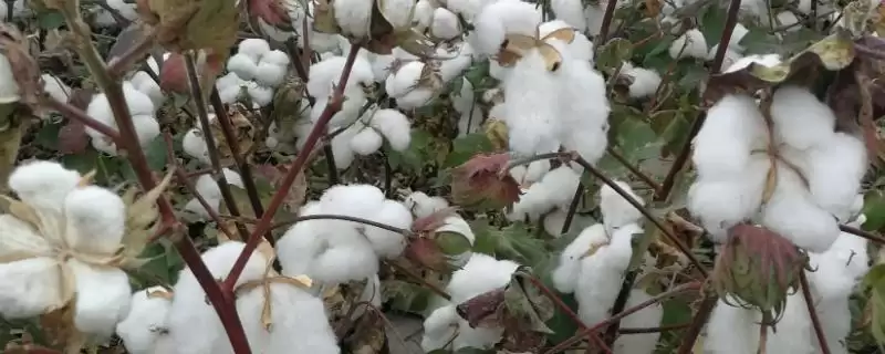 棉花立枯病防治方法介绍(稻棉轮作可防棉花立枯病)？-会东网