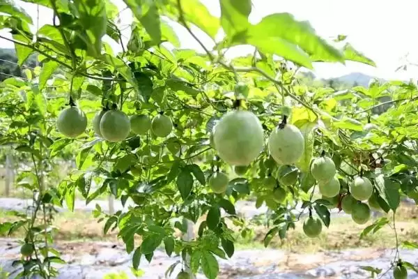 图片[6]-百香果种植管理萌芽前剪除枯病枝要点(百香果种植管理萌芽前剪枝要点)？-会东网
