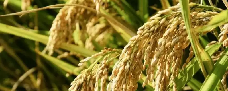 吉粳558水稻种子每亩有效穗数28.2万穗详情(吉粳558水稻种子每亩有效穗数详情)?-会东网