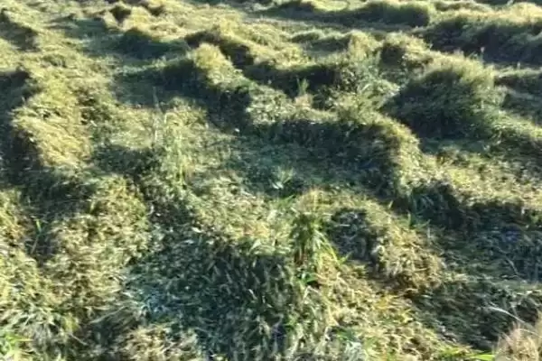 图片[2]-小麦倒了对产量影响及严重程度分析(小麦倒了会影响产量吗及程度)？-会东网