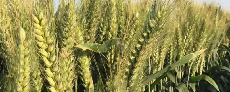 西高2号小麦品种防虫要点(西高2号注意防治条锈病)?-会东网
