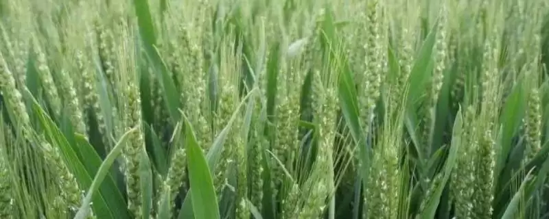 襄麦32小麦种子简介与适播期后播种(襄麦32小麦种子简介及播种情况)？-会东网