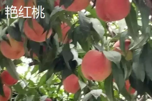 图片[5]-辽宁省丹东市的特色水果相关情况(辽宁省丹东市的特色水果，夏家村草莓达到无公害绿色食品标准)？-会东网