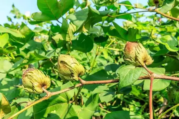 图片[6]-避免棉花疯长方法及药物喷施要点(怎么避免棉花疯长及药物喷施要点)？-会东网