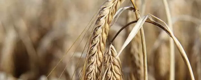 核春121小麦种情况、生育期(核春121小麦种简介，生育期105天)？-会东网