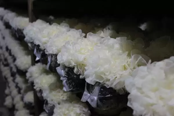 图片[7]-识别食用菌杂菌方法介绍(从颜色、气味等区分食用菌杂菌)？-会东网